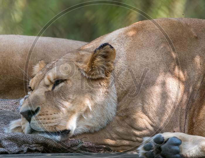 Barbary Lion (Panthera Leo Leo)