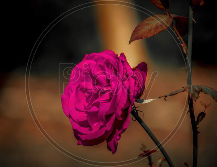 Unique Beautiful Purple Rose Closeup