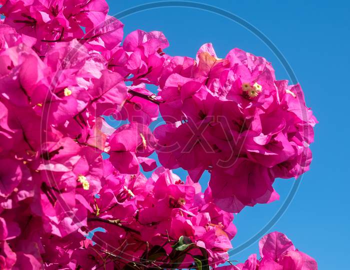 Vibrant Pink Bougainvillea Flowering Profusely In Marbella