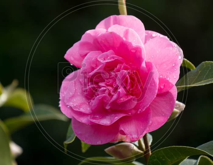 Pink Camellia After The Rain