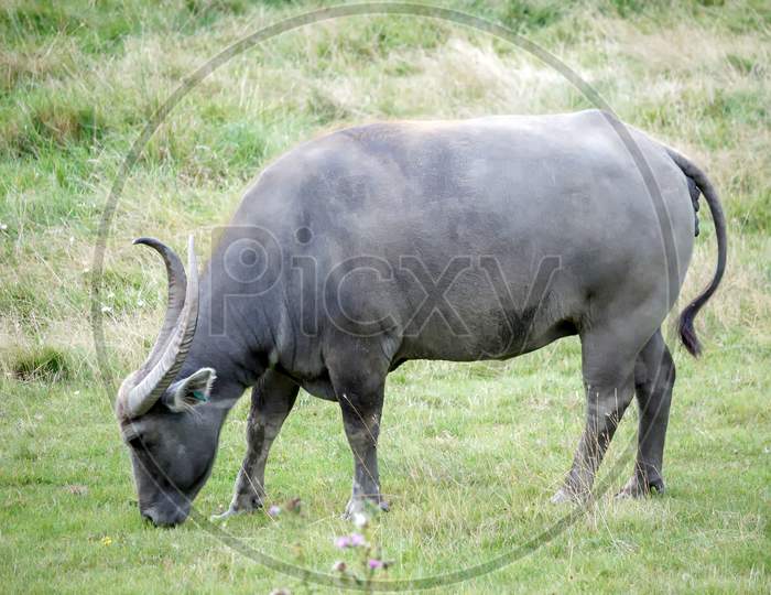 Water Buffalo Or Domestic Asian Water Buffalo (Bubalus Bubalis)