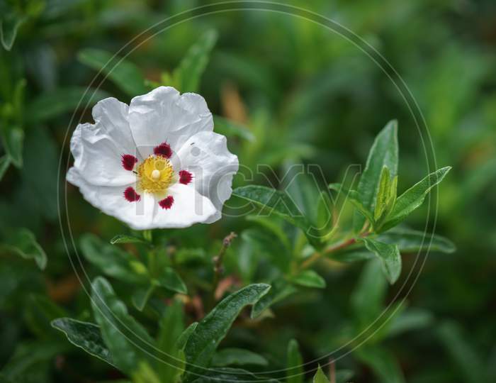 White Cistus (Lucitanica Decumbens) Flowering In An English Gard