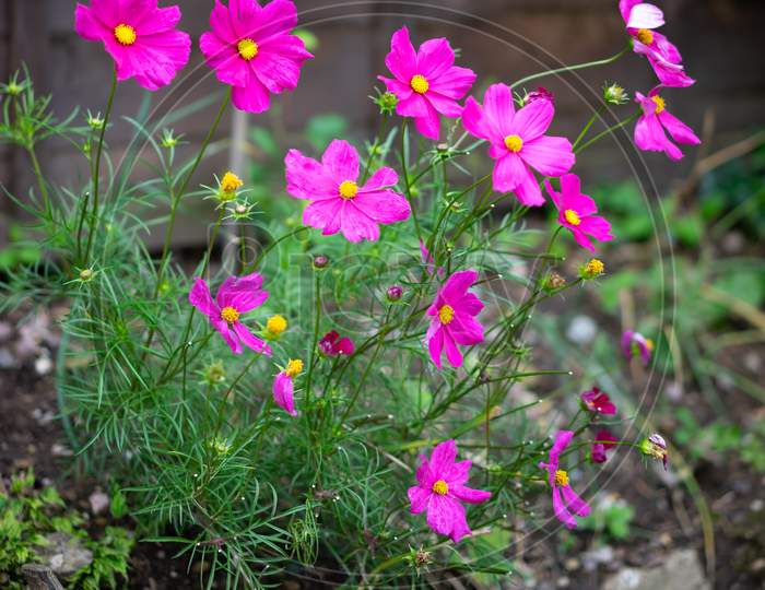 A Cluster Of Vivid Cosmos Flowers