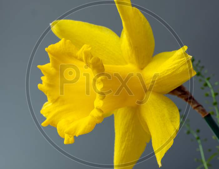 Vibrant Yellow Daffodil In A Vase