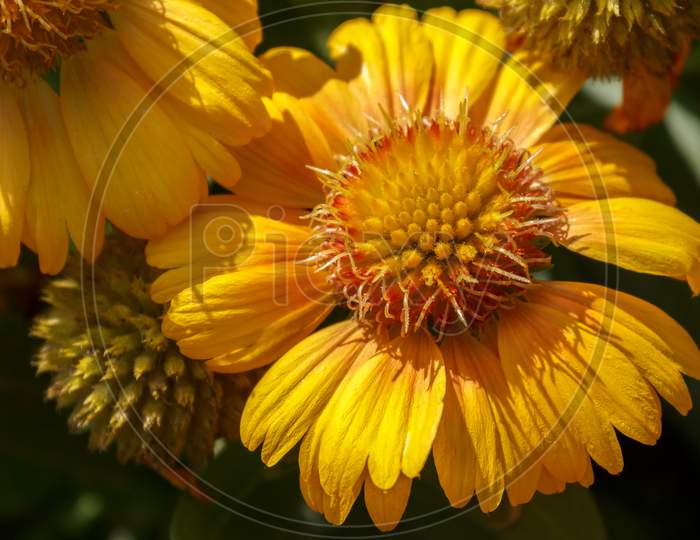 Yellow Daisy Cultivated Flower