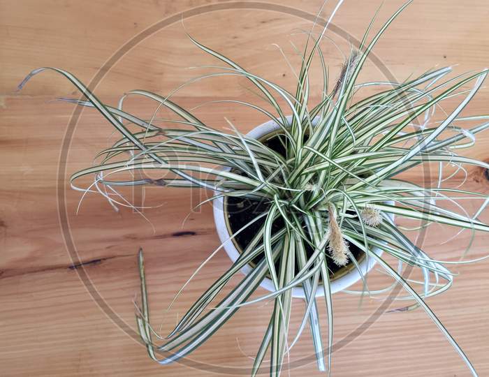 Ribbon Grass Variegated In A Ceramic Pot Closeup. Ornamental Grass In Pot topview