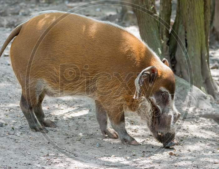 Red River Hog (Potamochoerus Porcus)