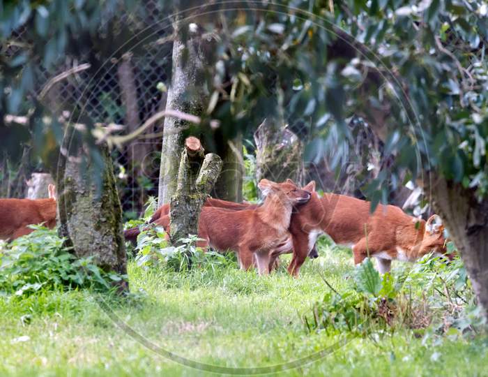 Dhole (Cuon Alpinus) Also Called The Asiatic Wild Dog Or Indian Wild Dog