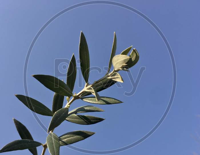 Olive Branch With Clear Blue Sky