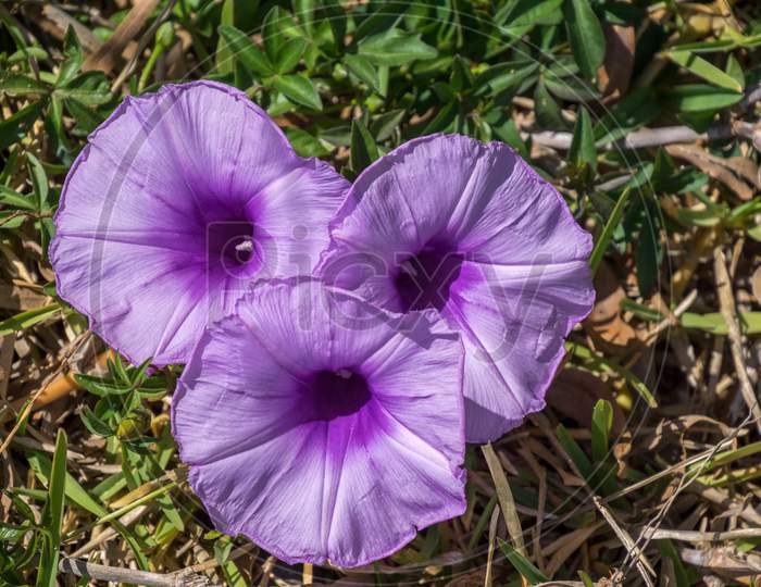 Mallow-Leaved Bindweed (Convolvulus Althaeoides)