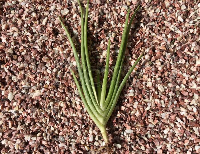 Aloe Vera Plant With Roots closeup