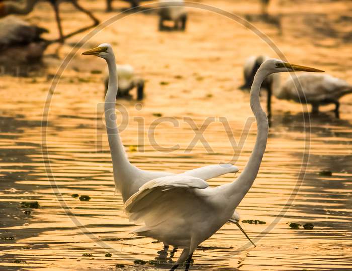 Great White Egrets Hunting Fish In The Marshland Waters. White Heron With Water Background