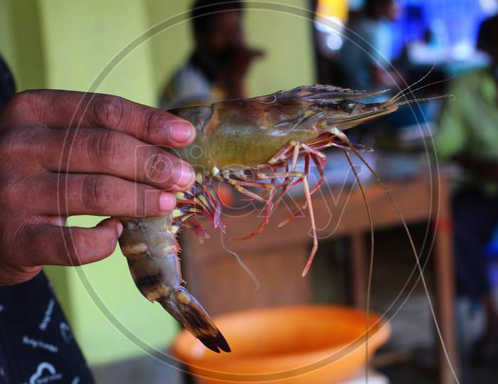 big tiger prawn in hand freshly harvested paeneus monodon shrimp in human hand