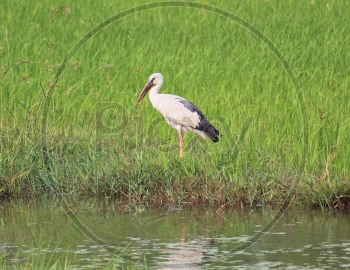 wild stork bird in search of food