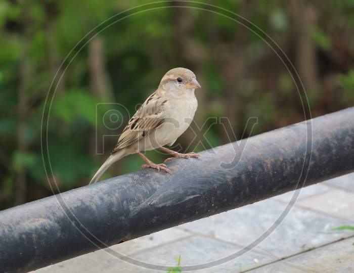 cute little house sparrow bird sitting in very beautiful blurred background