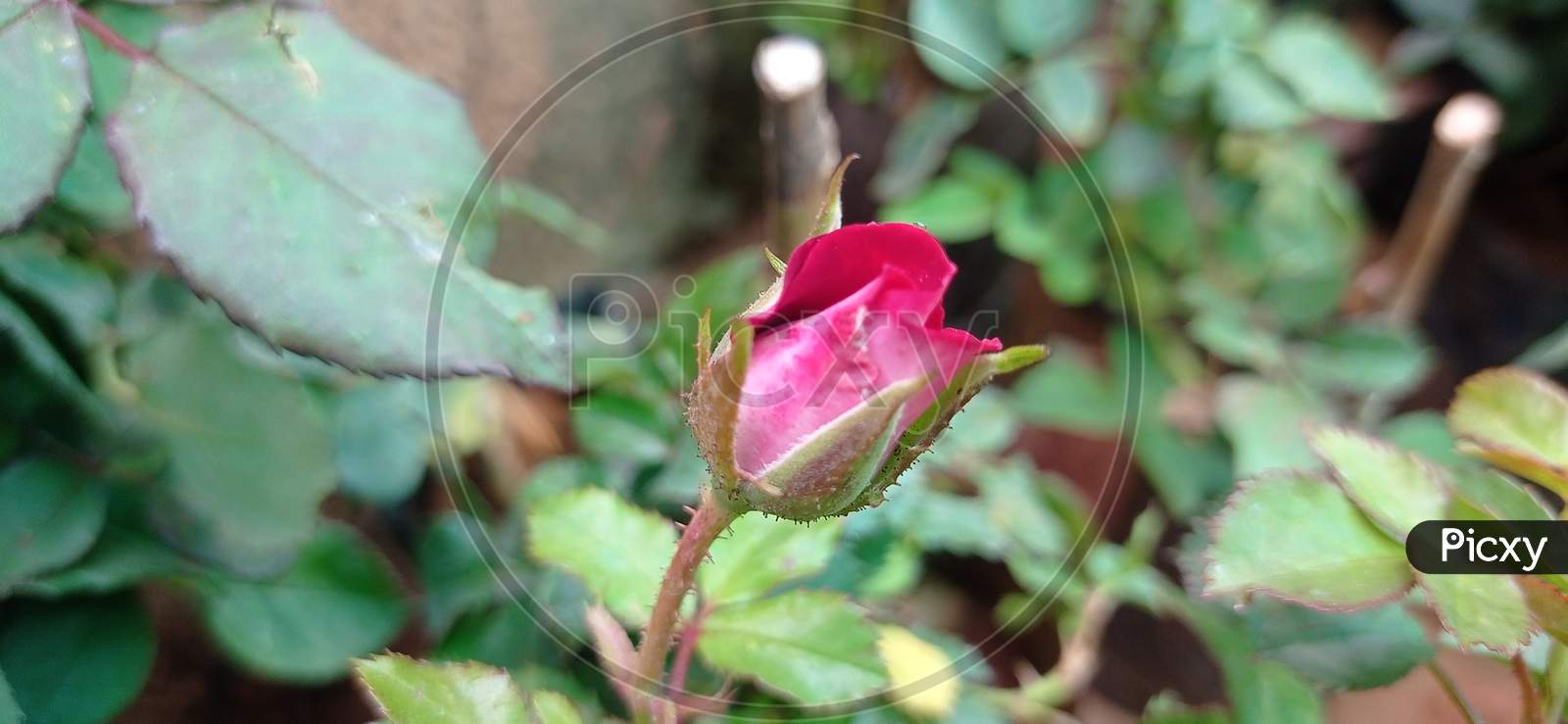 The red rose sprout on the garden