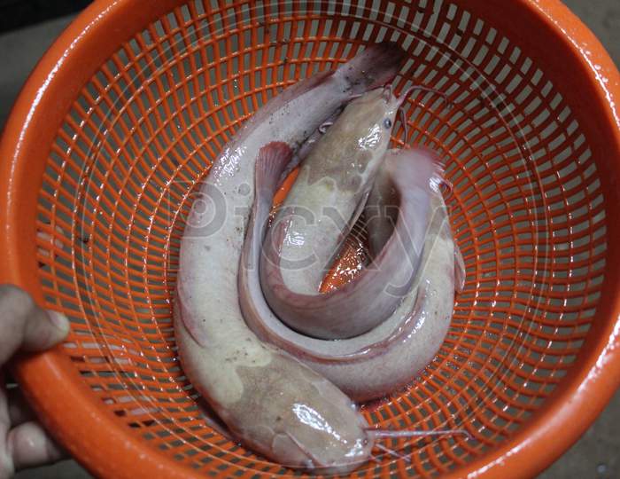 desi albino magur fish in basket clarias batrachus catfish in orange basket