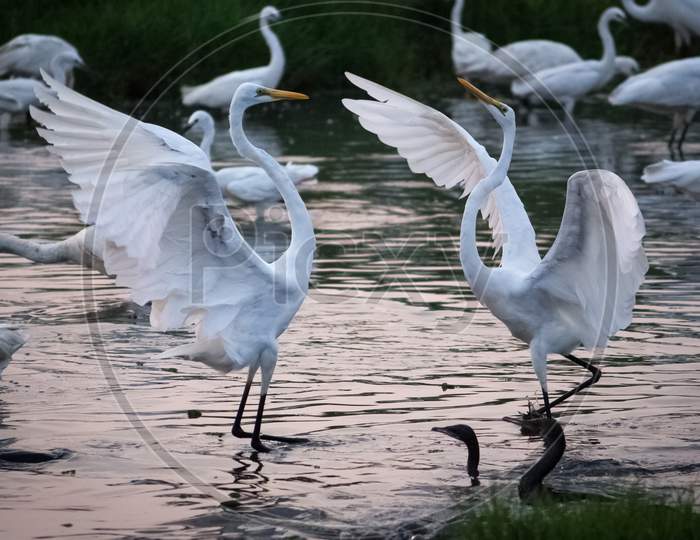 Great White Egrets Fighting For Hunting Fish In The Marshland Waters. White Heron With Water Background