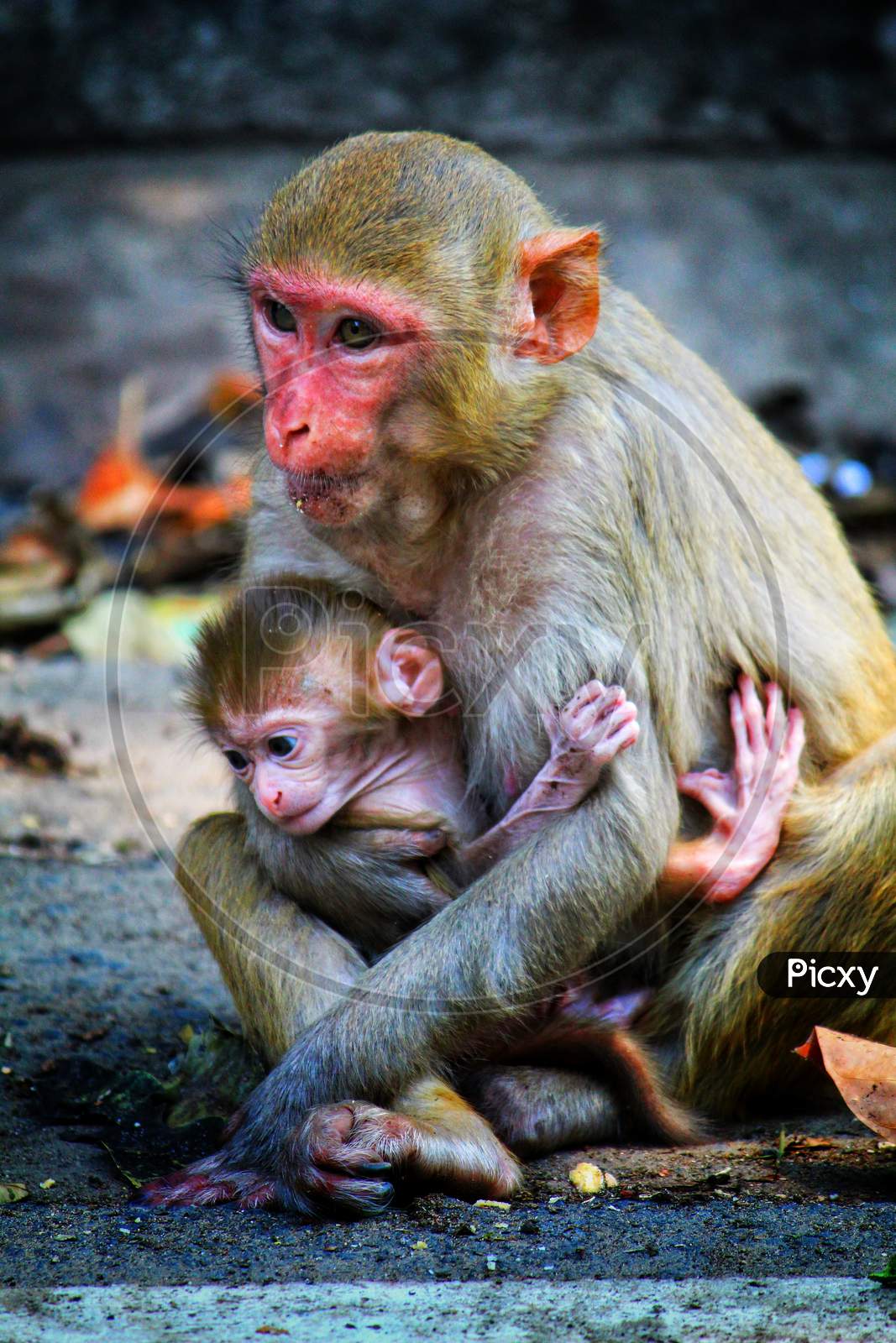 cute little baby monkey with mother mother's day special photo