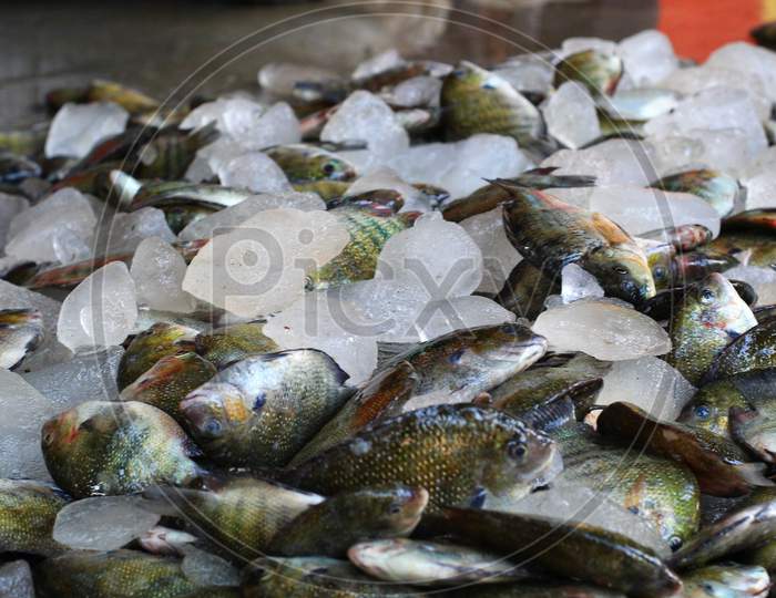 pearlspot fish catching from sea and selling in indian fish market hd