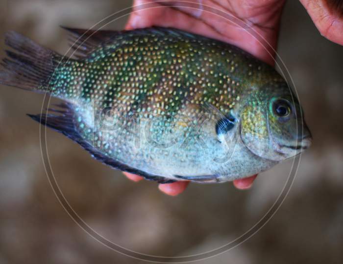 pearlspot fish in hand in indian fish market etroplus suratensis fish