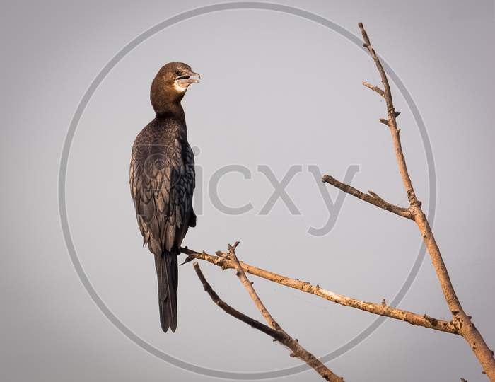The Great Cormorant Relaxing On Tree. Cormorant Bird Stock Images.