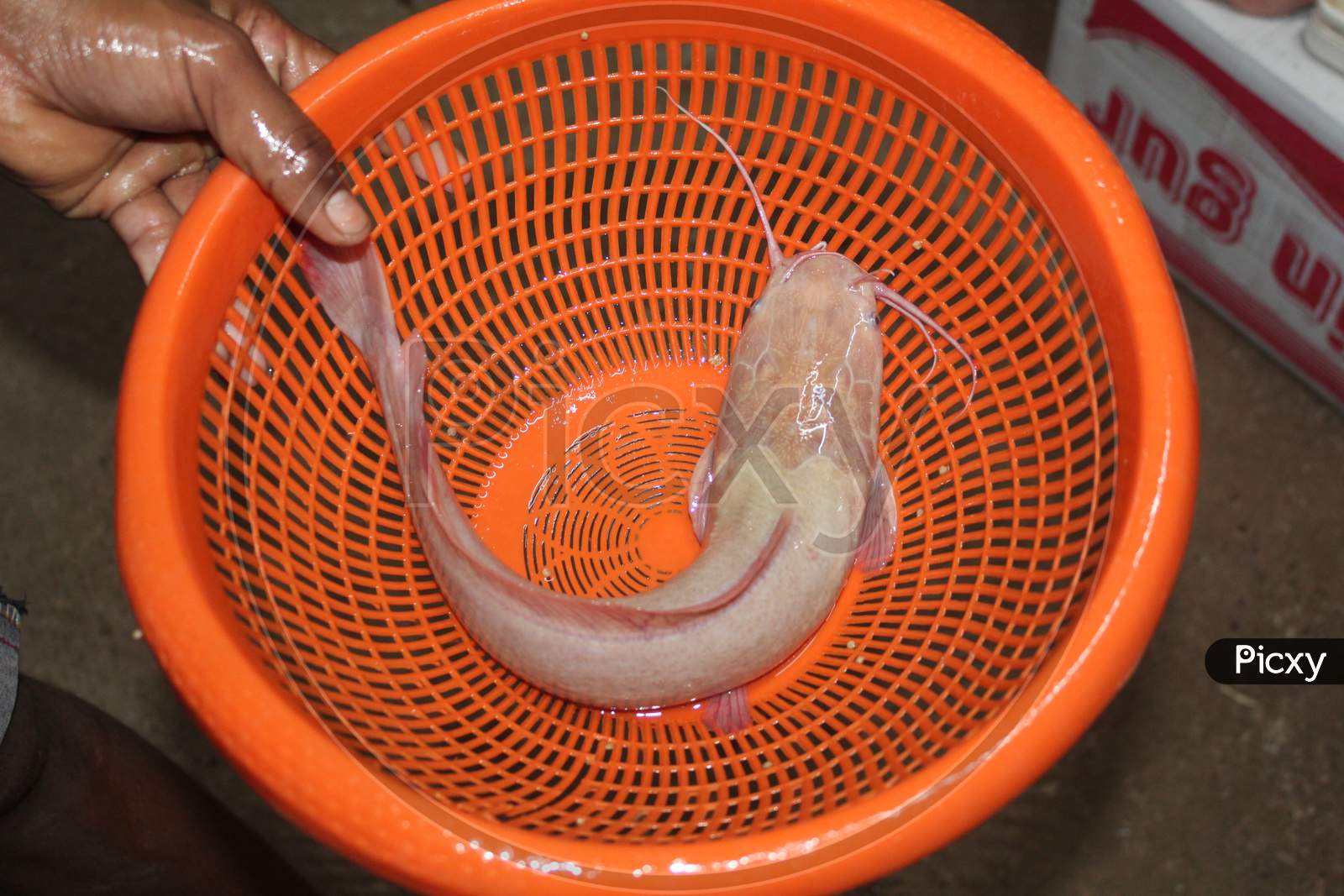 desi albino magur fish in basket clarias batrachus catfish in orange basket