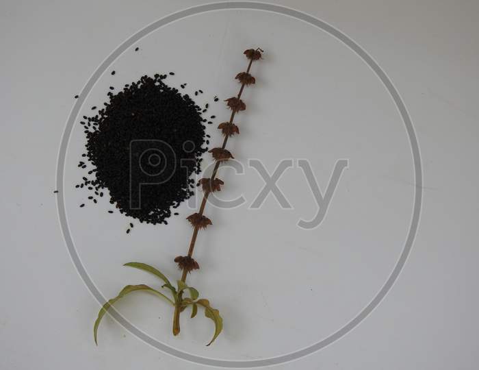 Closeup of Chia, Salvia hispanica Pile of seeds with flowers on white background