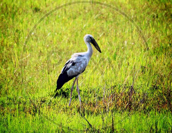 wild stork bird in search of food wildlife photography
