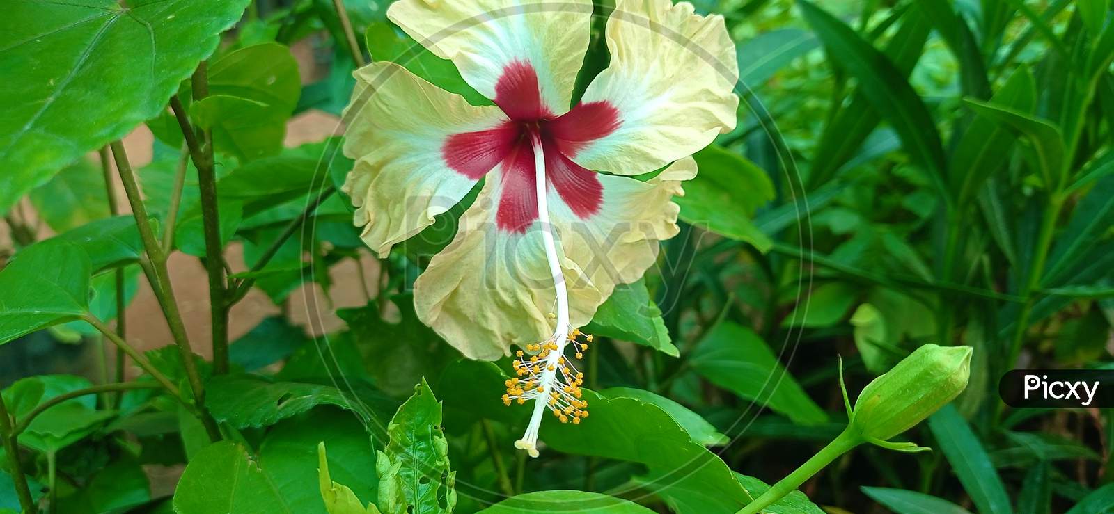 Beautiful double colour hibiscus flower
