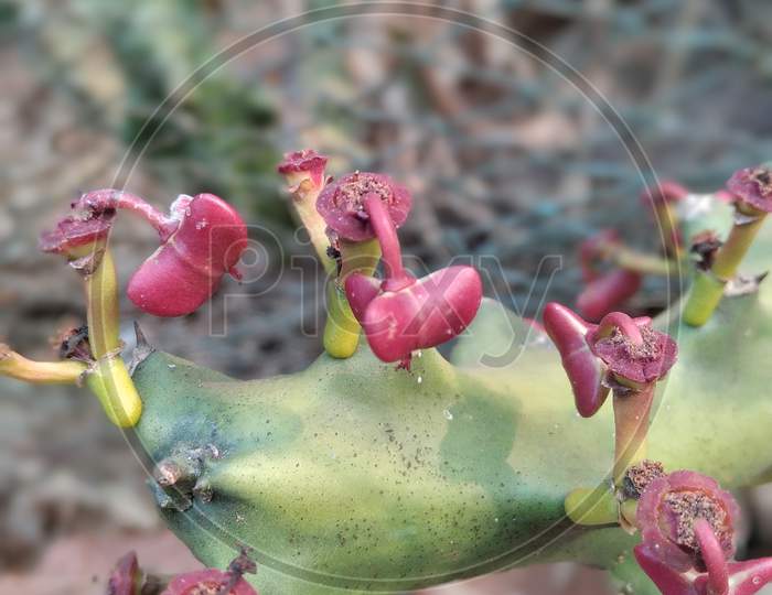 Cactus, Nivdung, Phadya nivdung