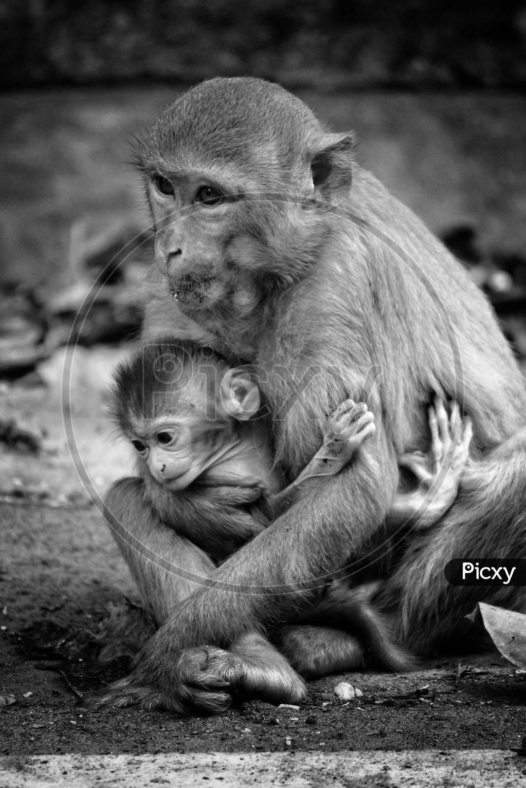 cute little baby monkey with mother mother's day special photo