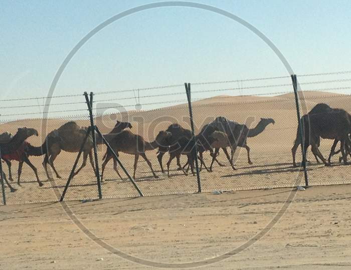 Camels Running