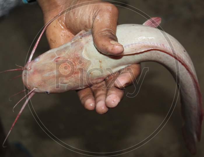 albino desi magur fish in hand of biofloc fish farmer clasias fish in hand