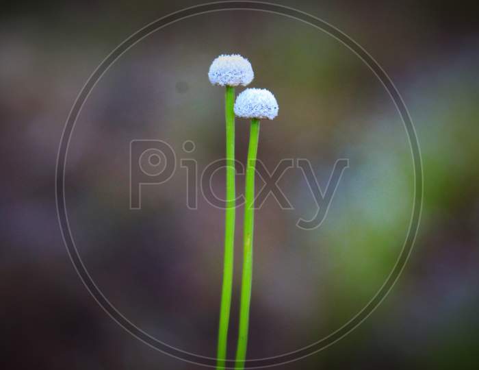 beautiful nice wild dandelion plants in blur background PC wallpaper HD