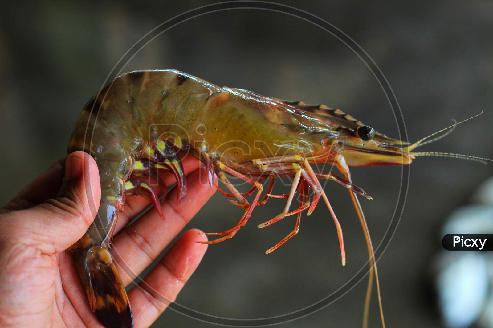big tiger prawn in hand freshly harvested paeneus monodon shrimp in human hand