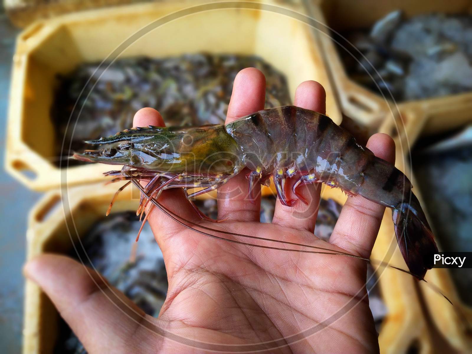 freshly harvested shrimp in hand