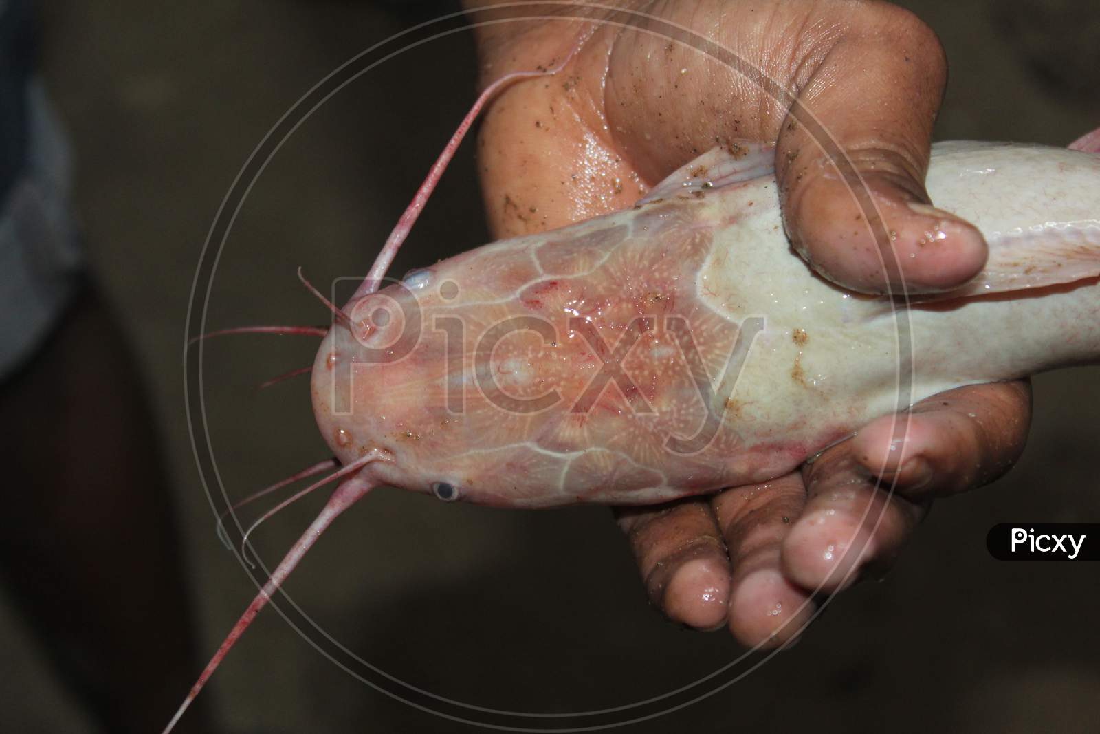 albino desi magur fish in hand of biofloc fish farmer clasias fish in hand
