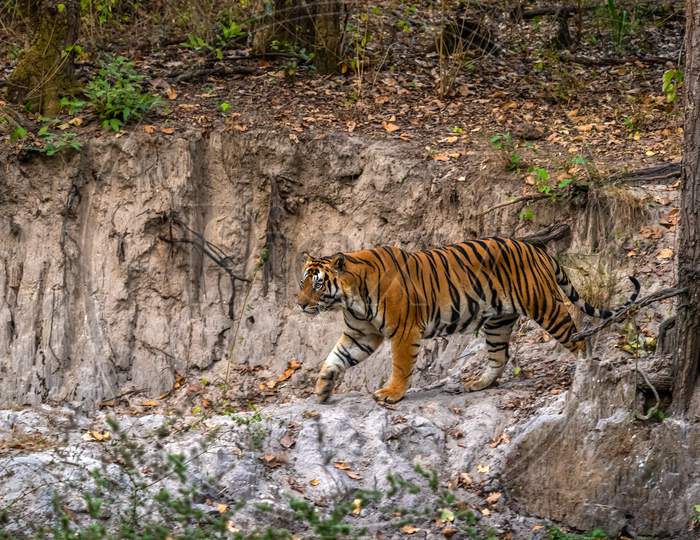 Male Tiger Walking In Rocky Surface
