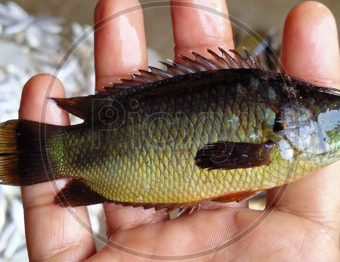live Anabas fish in hand, anabas testudineus culture in biofloc, climbing perch in hand