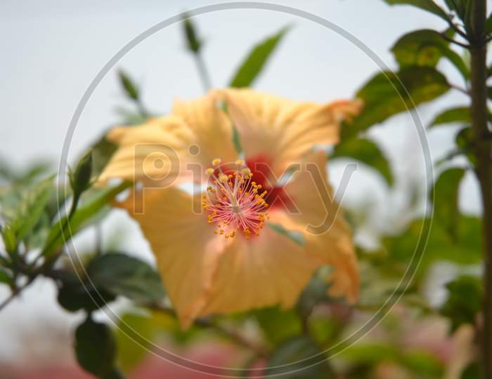 A Beauteous Yellow Chinese Hibiscus