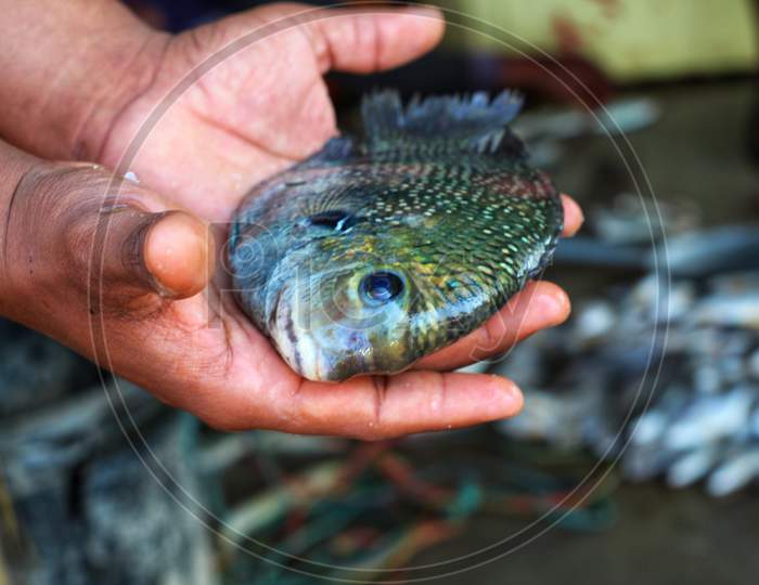 pearlspot fish catching from sea and selling in indian fish market hd