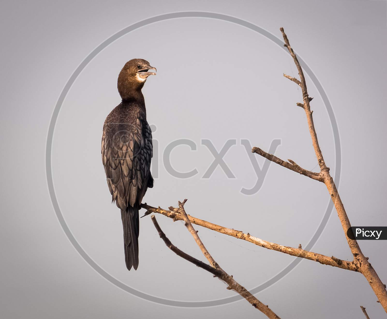 The Great Cormorant Relaxing On Tree. Cormorant Bird Stock Images.