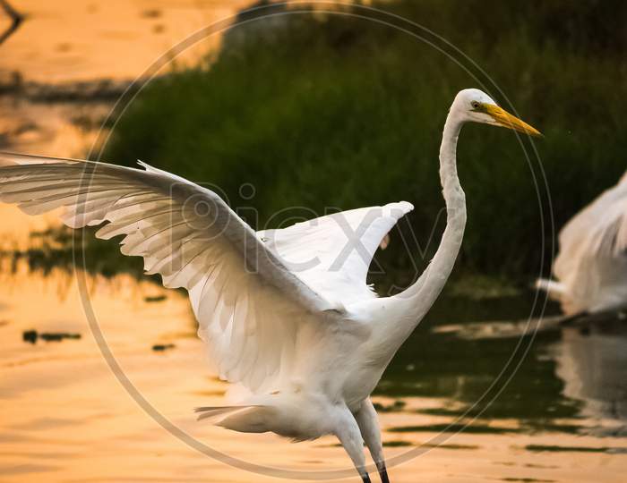 Great White Egrets Hunting Fish In The Marshland Waters. White Heron With Water Background