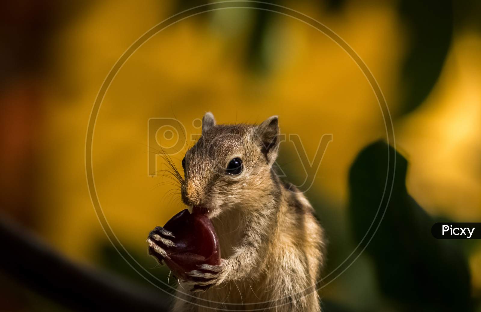 Baby Squirrel Eating Fruit. Cute Indian Palm Squirrel Stock Images.