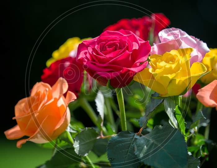 A Bunch Of Colourful Roses Out In The Garden