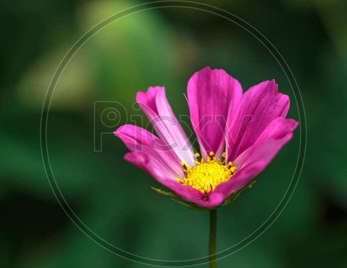 Cosmos Flower