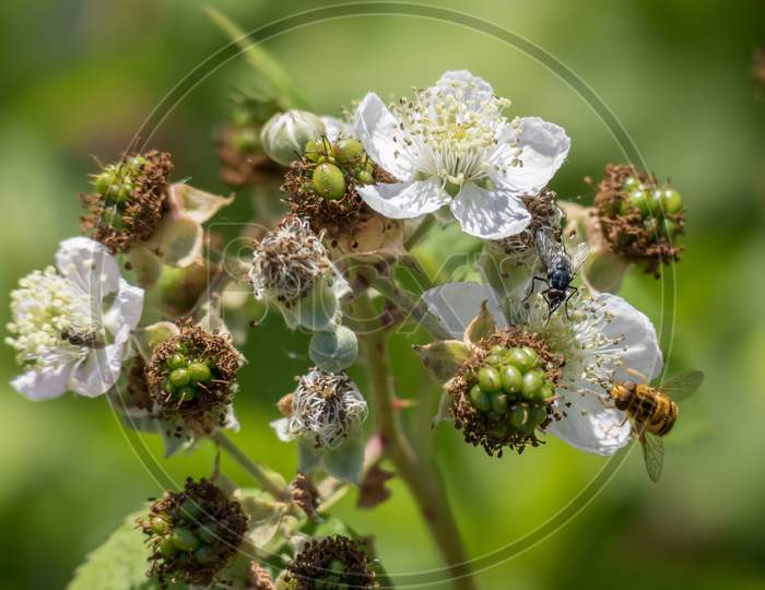 Hoverfly (Eupeodes Corolae) On Blackberry Flower