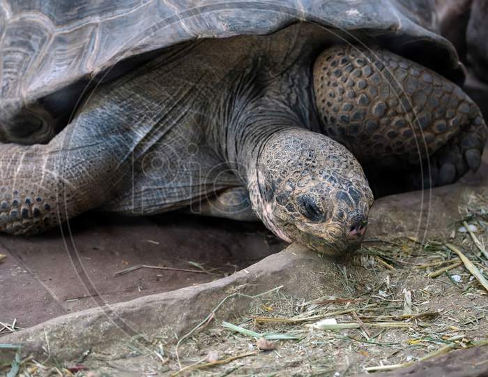 Galapagos Giant Tortoise (Chelonoidis Nigra) In The Bioparc Fuengirola