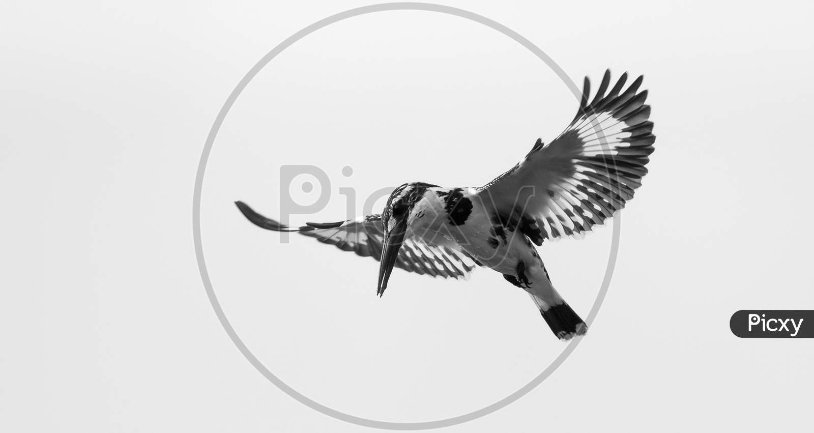 Pied Kingfisher Flying And Ready To Diving For Hunting Fish. Pied Kingfisher On Sky Stock Image.